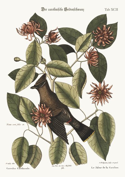 The Chatterer, 1749-73 by Mark Catesby